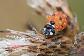 <p>SLUNÉČKO SEDMITEČNÉ (Coccinella septempunctata) ---- /Seven-spotted ladybug - Siebenpunkt-Marienkäfer/</p>